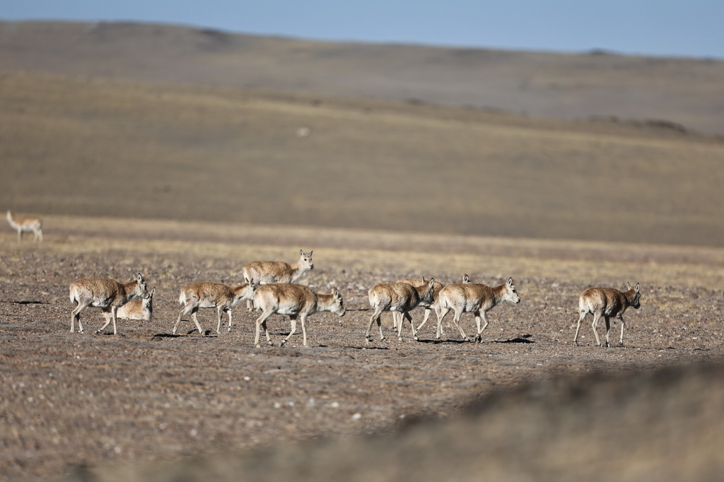 恒达注册：羌塘藏羚羊开始繁殖迁徙